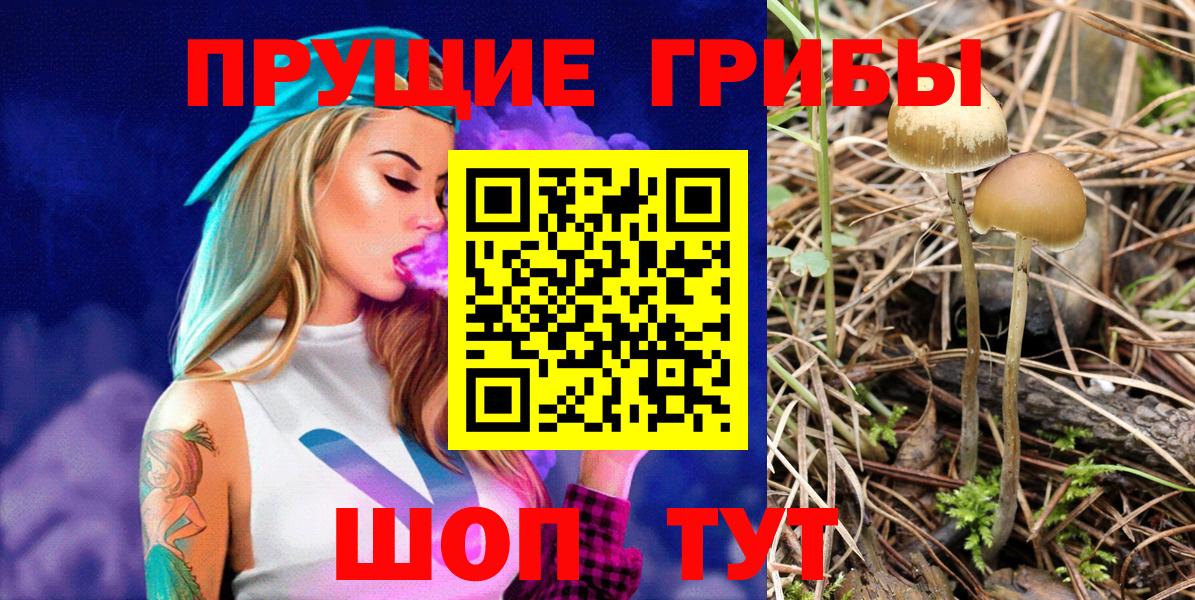 Псилоцибиновые грибы Cubensis Избербаш